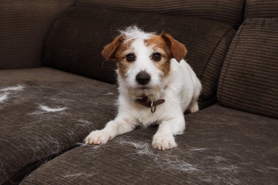 ソファに抜け毛がつきまくっている犬