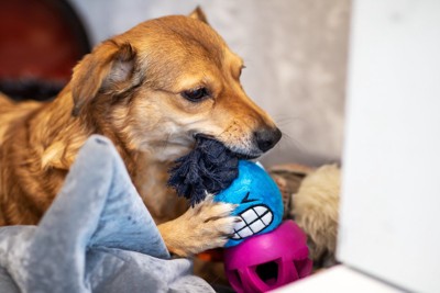 おもちゃを手で押さえて噛む茶の犬