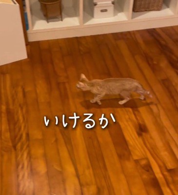 犬のあとを追って部屋の入り口へ向かう子猫