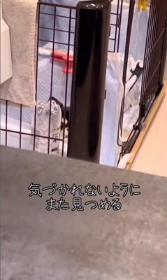 ここまるちゃんの寂しい時の行動5