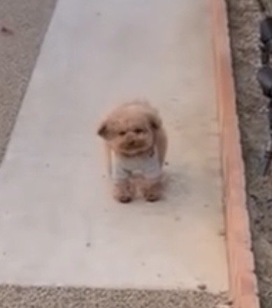 正面でたたずむ犬