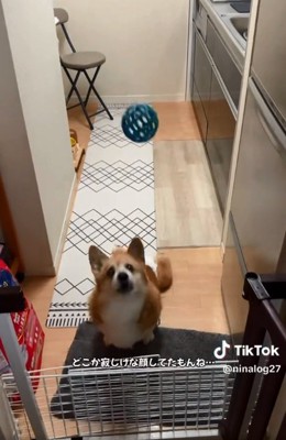 ボールを投げる投稿主さん