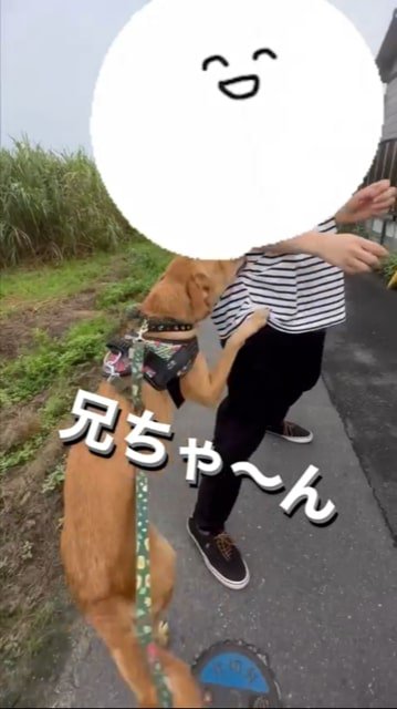 お兄ちゃんに抱きつく犬