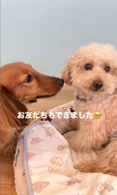 すいーぶ君の成長と変化⑩