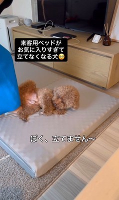来客用のベッドが気に入ったレオくん4