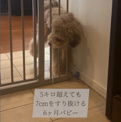 ゲートをすり抜けるマフィンくん6