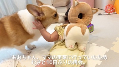 むぎくんと赤ちゃんの再会