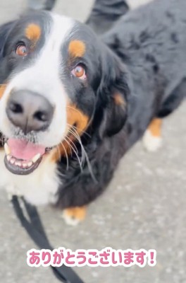 満足そうに見上げる犬