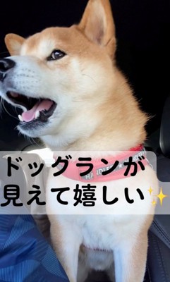 ドッグランを見て喜ぶ犬