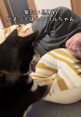 「おーきーてー！！」