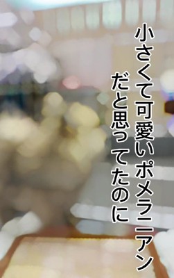 小さなポメラニアン