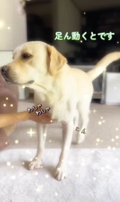 撫でられてスイッチが入るトニーくん4