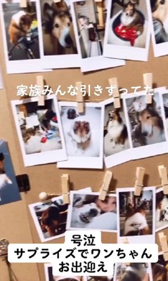 ペットロスから抜け出せない…