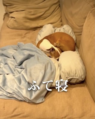 来年こそは、会えるといいね