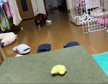 おもちゃを拾う小型犬の後ろ姿