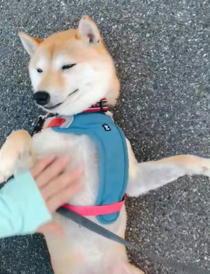 気持ちよさそうなはなこちゃん