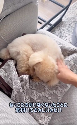 猫がいなくて寂しいくるみたん