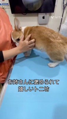 看護師に頭を向ける犬