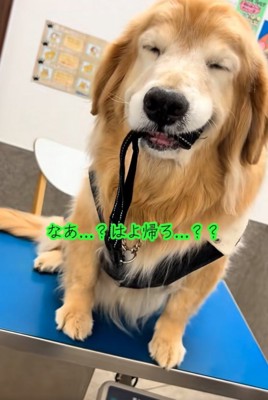 目を瞑りながら震える大型犬
