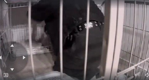 犬用サークルに侵入！！