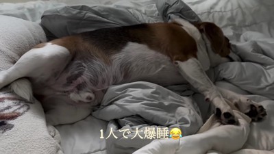 まめたちゃんはマイペース
