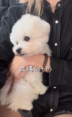 抱っこされる犬