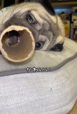 筒の中から見えた小型犬の口