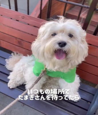 うれしそうな犬