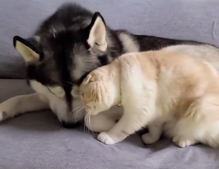 甘えるじゅんちゃん