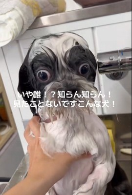 下を向く犬