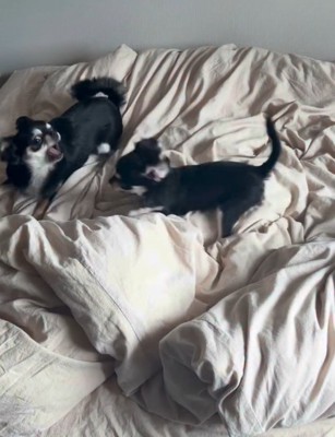 遊ぶ犬2