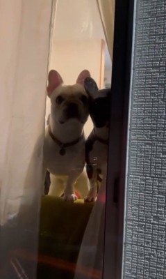 ちはやちゃん&いろは君の外出時と帰宅時の反応6