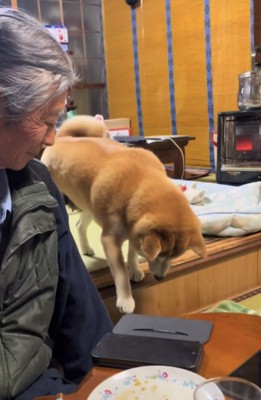 段差を降りる犬