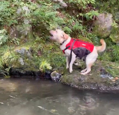 大きな声で吠える犬