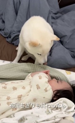 赤ちゃんを覗き込む犬