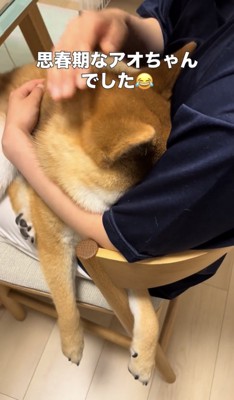 顔を隠したまま撫でられる犬