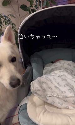 赤ちゃんが泣いた時のワンダくん3