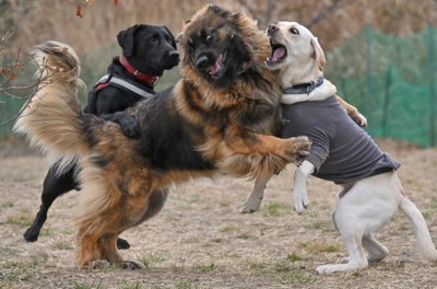 熊に見えるほど迫力満点！！
