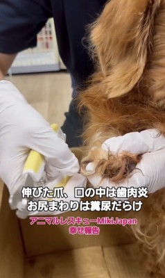 伸びた爪を整えてもらう犬