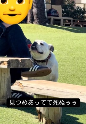 チラ見するぱせり君