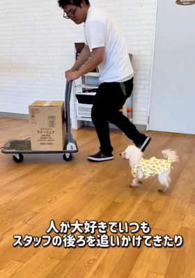後を追いかける犬