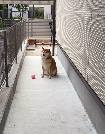 ボールを横に待つ犬