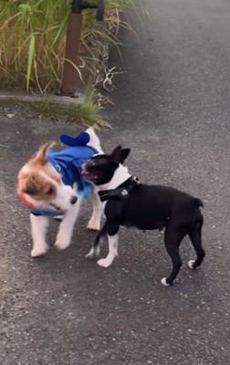 お友達犬に誘われて…