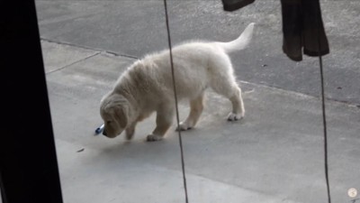 一生懸命で愛おしい！