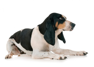 シュヴィーツラウフフンド