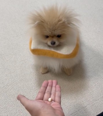 切ない表情で見下ろす犬