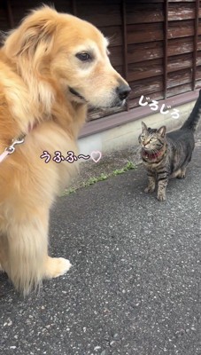 犬を凝視する猫と、猫から視線を反らせる犬