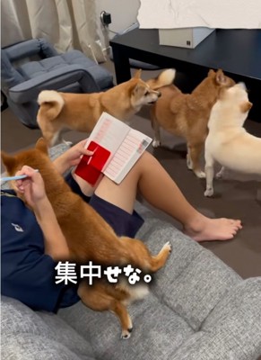 自由な4匹