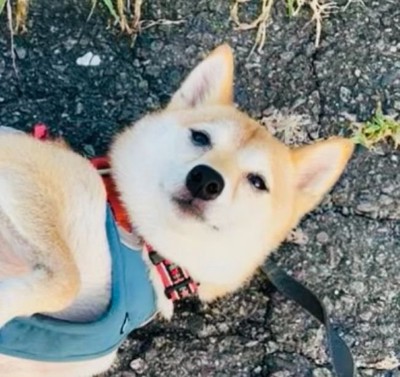 「好きなだけナデナデしていいですよ♡」