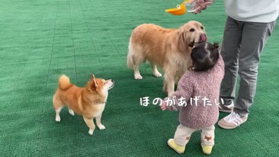 ドッグランに来たよ♪